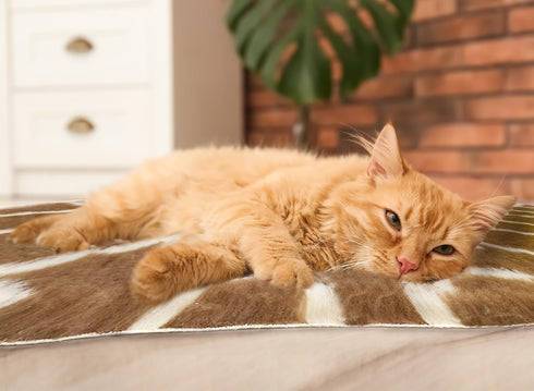 Van Ness Pets Vetbed Dog Bed, Cat Pad, Non-Slip, Self Warming, Machine Washable Crate Mat, 39.5" x 29.5"