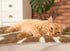 Van Ness Pets Vetbed Dog Bed, Cat Pad, Non-Slip, Self Warming, Machine Washable Crate Mat, 39.5" x 29.5"