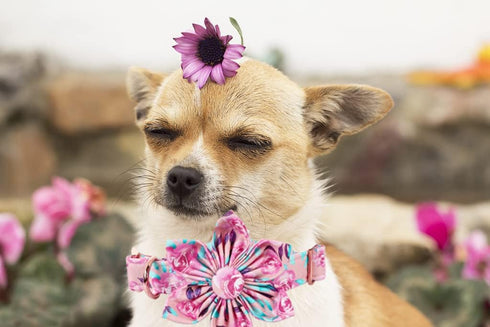 Lionheart Glory Dog Collar, Pink with Flower, Cute Floral Pattern Adjustable for X-Large Dogs