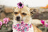Lionheart Glory Dog Collar, Pink with Flower, Cute Floral Pattern Adjustable for X-Large Dogs