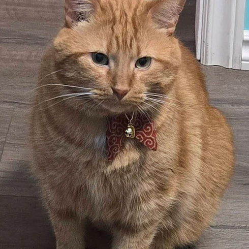 PetSoKoo Bunny Ears Cat Collar with Japan Lucky ‘???’ Charm, Red Safety Breakaway Bowtie Kitten Collar with Bell