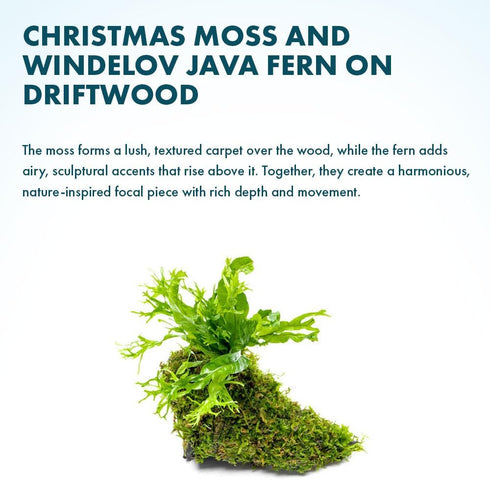 SubstrateSource Live Aquarium Plants on Driftwood - Java Fern Windelov with Moss - Freshwater Fish Tanks - Easy