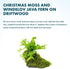 SubstrateSource Live Aquarium Plants on Driftwood - Java Fern Windelov with Moss - Freshwater Fish Tanks - Easy