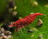 15+ Oasis Fire Red Neocaridina Shrimp - Premium Freshwater Aquarium Pets