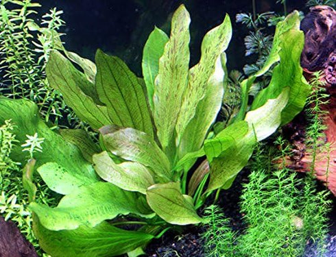 6 Rooted Live Aquarium Plant Bundle - Easy Species | Snail Free Guaranteed