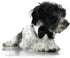 Platinum Pets Formal Dog Bow Tie Collar, Black & White