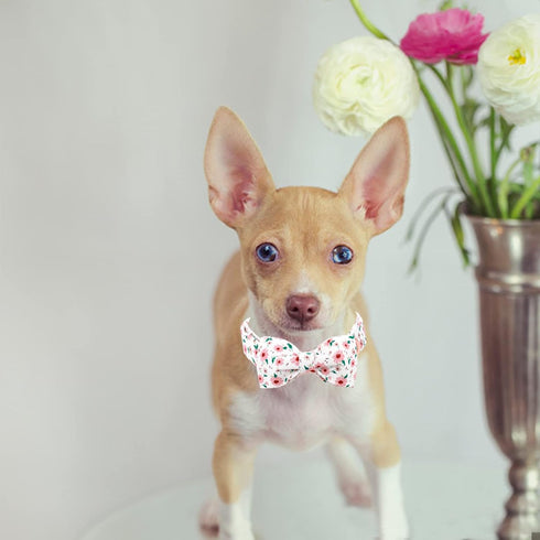 Floral Adjustable Dog Collar with Bows for Girls, Spring Gift for Medium Small Large Dogs