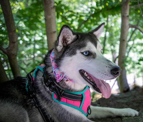 Lionheart Glory Floral Rose Print Dog Collar - Adjustable Soft Collar with Bowtie for X-Small Small Medium Large Dogs