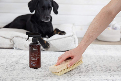 The Spruce Pet Stain & Odor Remover - Plant-Derived Enzyme-Based Cleaner for Dog and Cat Urine, 17 oz, 2 Pack
