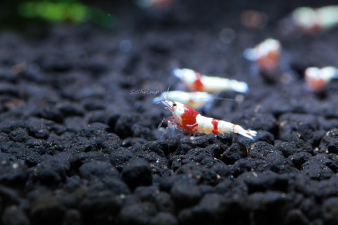 Crystal Red S Grade Live Freshwater Aquarium Shrimp - 1/4 to 1/2