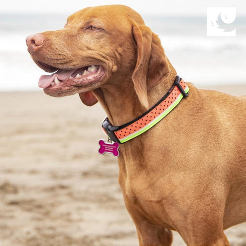 RC Pets Adjustable Dog Clip Collar, 1 Inch, Medium, Urban Woodsman