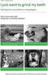 Borenrota Bite n Brush bite and Brush Dental Toy Dog Toys Dog Toothbrush Bites Toys Suitable for Dogs Cats Rabbits