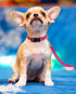 Reflective Dog Collar with Buckle, Adjustable Safety Nylon Collars for Small Medium Large Dogs, Pink S