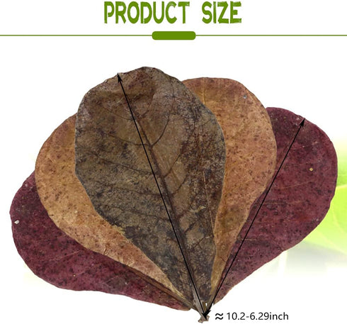 100 Pcs Large Catappa Leaves, 5-8 Inch 250g for Fish and Shrimp Tank Decorations and Water Conditioner