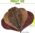 100 Pcs Large Catappa Leaves, 5-8 Inch 250g for Fish and Shrimp Tank Decorations and Water Conditioner