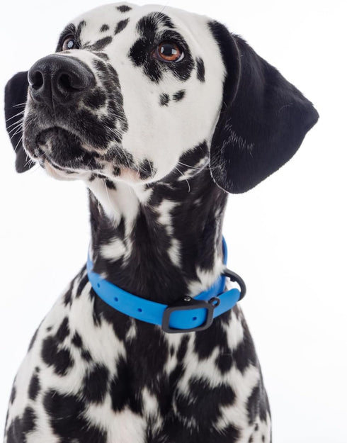 Waterproof Durable Dog Collar, Soft Lightweight Adjustable Collar for Active Dogs (Small, Blueberry Blue)