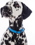 Waterproof Durable Dog Collar, Soft Lightweight Adjustable Collar for Active Dogs (Small, Blueberry Blue)