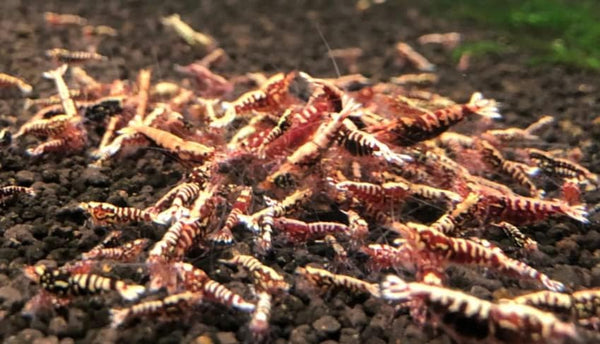 Red Galaxy Pinto A-S ''Juvenile'' Shrimp Live Freshwater Shrimp Aquarium Caridina Inverts