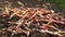 Red Galaxy Pinto A-S ''Juvenile'' Shrimp Live Freshwater Shrimp Aquarium Caridina Inverts
