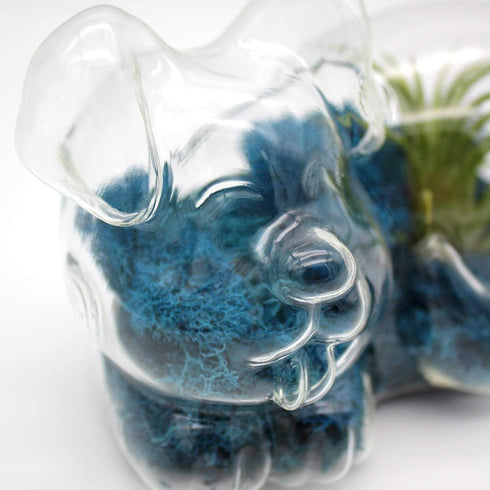 5.75" Glass Puppy Dog Terrarium Kit with Air Plant - Blue