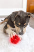Pet Qwerks Blinky Babble Ball - Flashing Interactive Chew Dog Toy, Medium