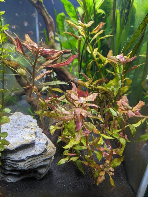 Live Aquarium Plants - Red Flame Sword, Alternanthera Reineckii & Red Tiger Lotus Bundle - Easy Freshwater Plants
