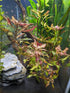 Live Aquarium Plants - Red Flame Sword, Alternanthera Reineckii & Red Tiger Lotus Bundle - Easy Freshwater Plants