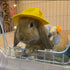 ANIAC Funny Cat Hat for Cat XXS Dog Sun Hat with Ears Hole, Rabbit Outfit for Bunny Mini Sombrero Puppy Hat for Small