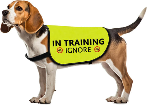 Training Dog Jacket Vest: In Training Ignore Dog Vest with Slogan Warning (Large)