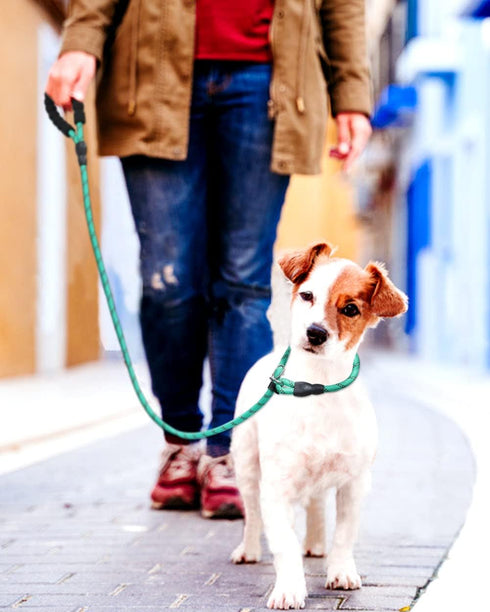 TagME Slip Leads for Dogs, 6 FT Heavy Duty Leash with Padded Handle, Strong No Pull Training Leash for Small Dogs