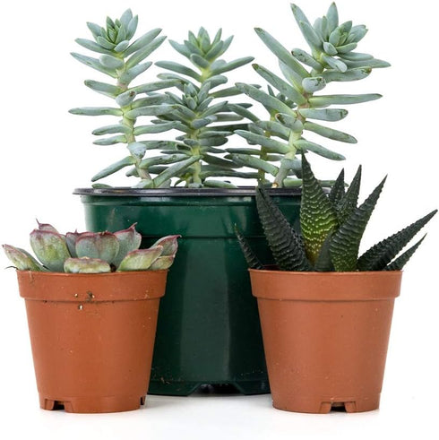 Josh's Frogs Desert Plant Kits for Arid Bioactive Terrariums (Extra Small)