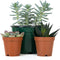 Josh's Frogs Desert Plant Kits for Arid Bioactive Terrariums (Extra Small)
