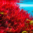 Big Kahuna Aquatics 4 Red Aquarium Plants Rotala Ludwigia Super Wendtii Red Tiger Lotus Tropical Freshwater Live