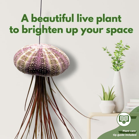 BubbleBlooms Large Hanging Tillandsia Jellyfish Plant