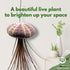 BubbleBlooms Large Hanging Tillandsia Jellyfish Plant