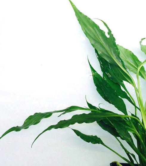 3-Pack Setup Spathiphyllum Wallisii Peace Lily Live Semi-Aquatic Plants for Terrarium Paludarium Easy