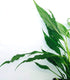 3-Pack Setup Spathiphyllum Wallisii Peace Lily Live Semi-Aquatic Plants for Terrarium Paludarium Easy