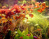 Aquatic Discounts 3 BUY2GET1FREE! Different Types of Beginner/Super Easy Live Aquarium Plants - Bacopa + Hornwort +