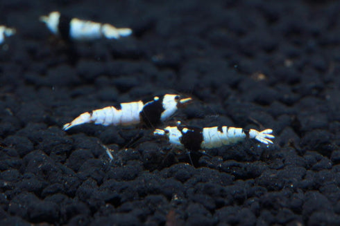 1/4 1/2 inch (5 Crystal Black Shrimp SS Grade - Live Freshwater Aquarium Shrimp - to Shrimp)