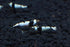 1/4 1/2 inch (5 Crystal Black Shrimp SS Grade - Live Freshwater Aquarium Shrimp - to Shrimp)