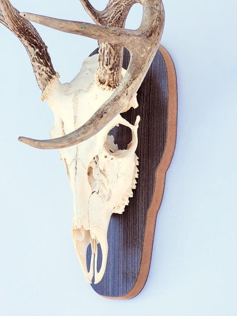 The Taxidermists' Woodshop Rustic Grey European Skull Mount Plaque for Deer, Perfect Antler Display