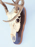 The Taxidermists' Woodshop Rustic Grey European Skull Mount Plaque for Deer, Perfect Antler Display