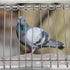 Pigeon Bird Cage Door Coop, Automatic Chicken Wire Frame Cages Supply (29 x 26cm)