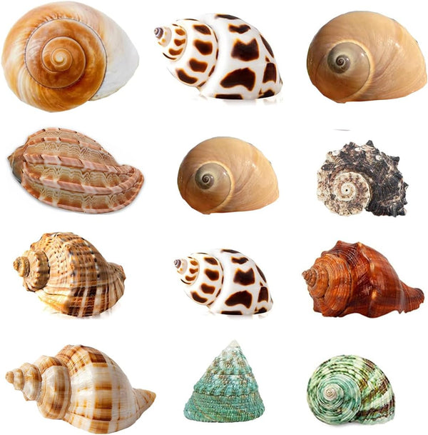 Hermit Crab Shells Turbo Shells, 12+ pcs Assorted Handpicked Turbo Shells for Hermit Crab House