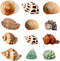 Hermit Crab Shells Turbo Shells, 12+ pcs Assorted Handpicked Turbo Shells for Hermit Crab House