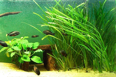 6 Marcus Fish Tanks Jungle Val - Jungle Vallisneria Live Aquarium Freshwater Plants