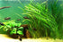 6 Marcus Fish Tanks Jungle Val - Jungle Vallisneria Live Aquarium Freshwater Plants
