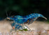 20+ High Grade Blue Dream Shrimps Neocaridina Live Freshwater Shrimp Aquarium Inverts (Live Guarantee or Replacemnt is