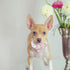 Pink Dog Collar with Flower for Girls, Adjustable Pet Gift for Medium Small Large Dogs