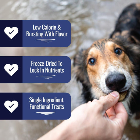 Freeze Dried Beef Liver Bites - 2oz Bag, 1 Pack - Low Calorie Single Ingredient Dog Treats for Training